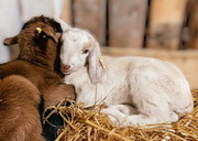 Поголів’я овець і кіз за вісім місяців скоротилося на 6,4%