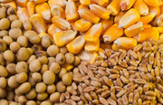 Аграрний комітет Європарламенту підтримав еквівалентність для насіння зернових з України