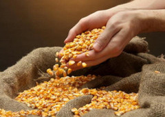 Країни Азії нарощують імпорт українського зерна, ЄС – скорочує