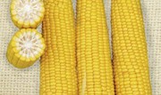 В Україні названо середню врожайність кукурудзи нового врожаю