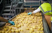 В Україні побудують потужний завод із переробки картоплі