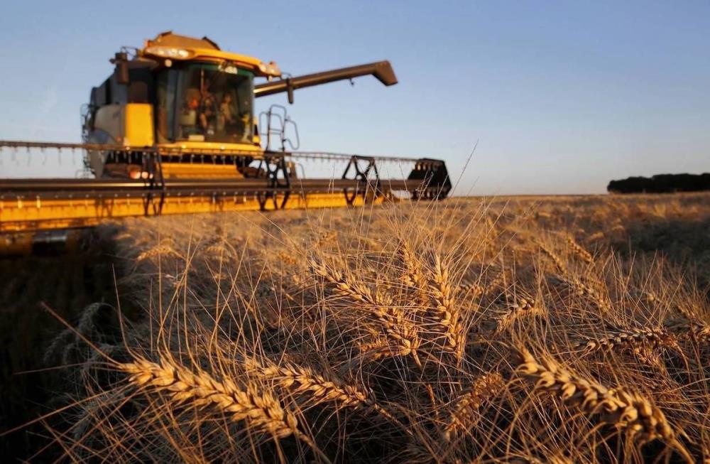 Традиційні для причорноморської пшениці ринки збуту можуть скоротити обсяги імпорту в 2020/21 МР