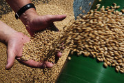 В Україні створять реєстр недоброчесних контрагентів на ринку зерна, – УЗА