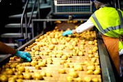 В Україні планують побудувати сучасний завод з переробки картоплі