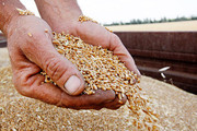 Український експорт зерна у 2020 році буде меншим за обсягами, але прибутковішим
