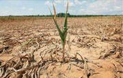 Втрати українських аграріїв через посуху оцінили у 118 мільярдів