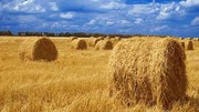 Зменшення врожаю зерна на 10 млн т не буде катастрофою для України, — експерт
