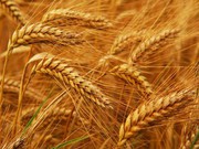 Ціни на українську пшеницю найвищі за 5 років