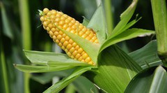 Названо причини активного росту цін на кукурудзу