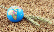 USDA: у 2020/21 МР виробництво пшениці в Україні знизиться до 4-річного мінімуму