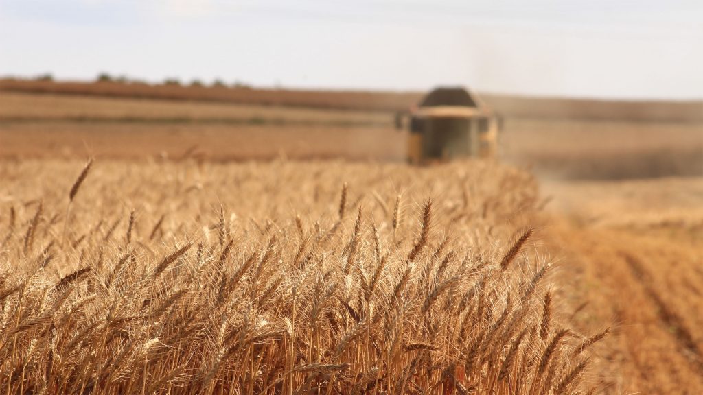 Жнива-2020: В Україні зібрано 58,2 млн т зернових та олійних