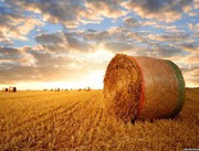 Жнива-2020: В Україні зібрано понад 44 млн тонн зерна