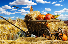 В Україні зросла кількість фермерських господарств
