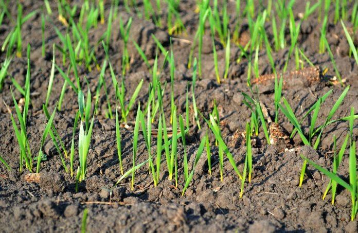 Стан посівів озимих зернових культур в Україні оцінюється як добрий і задовільний – вчені