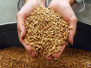 Жнива-2020: В Україні вже зібрано 80% зерна