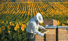 У Мінекономіки розглянули стан подання заявок на отримання держпідтримки в галузях бджільництва і садівництва