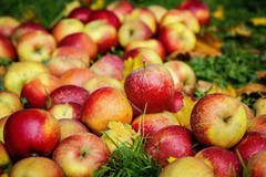 Цьогорічний врожай зимових сортів яблук буде на рівні попереднього