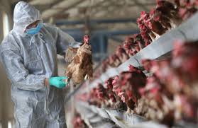 Ученые: птичий грипп может мутировать и стать опасным