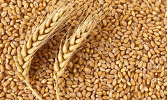 Нацбанк знизив прогноз врожаю зернових до 67 млн т