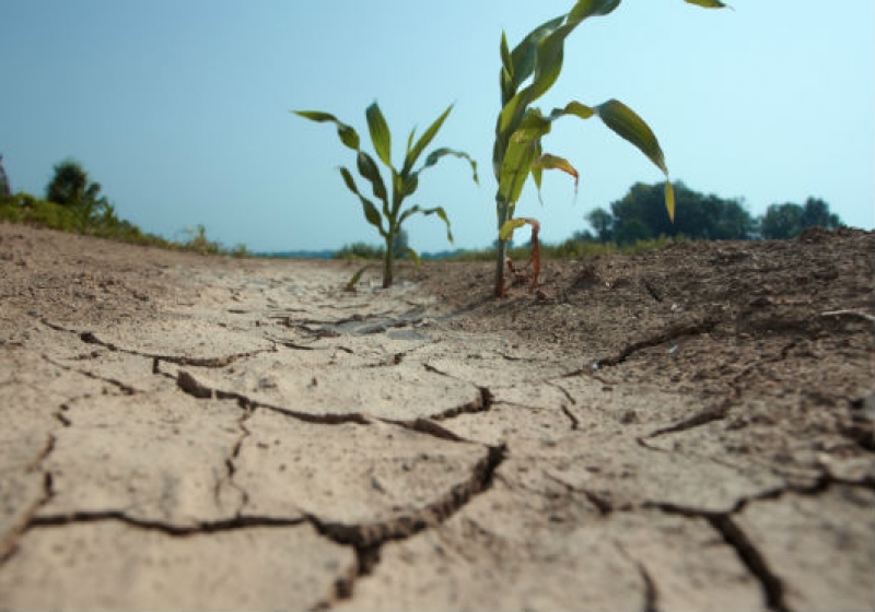 Засуха змусила аграріїв задуматися про страхування посівів