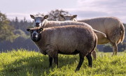 Удвічі зросли обсяги експорту овець та кіз з України