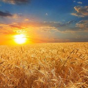 Українські агровиробники призупинили продажі пшениці