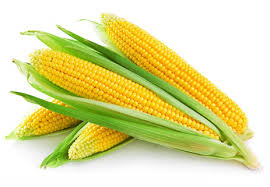 Экспорт украинской кукурузы снизился в 2 раза