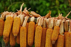 Названо області-аутсайдери за темпами збору кукурудзи
