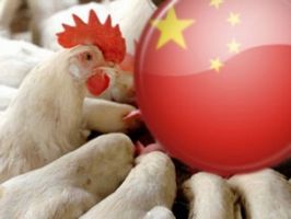 Цены на курятину в Китае немного снизились