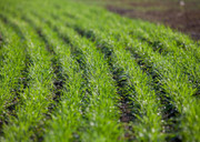 На Вінниччині понад 90% посівів озимини становить пшениця