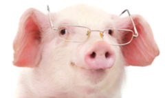 Оприлюднено прогноз закупівельних цін на живих свиней на 9 – 15 листопада 2020 року