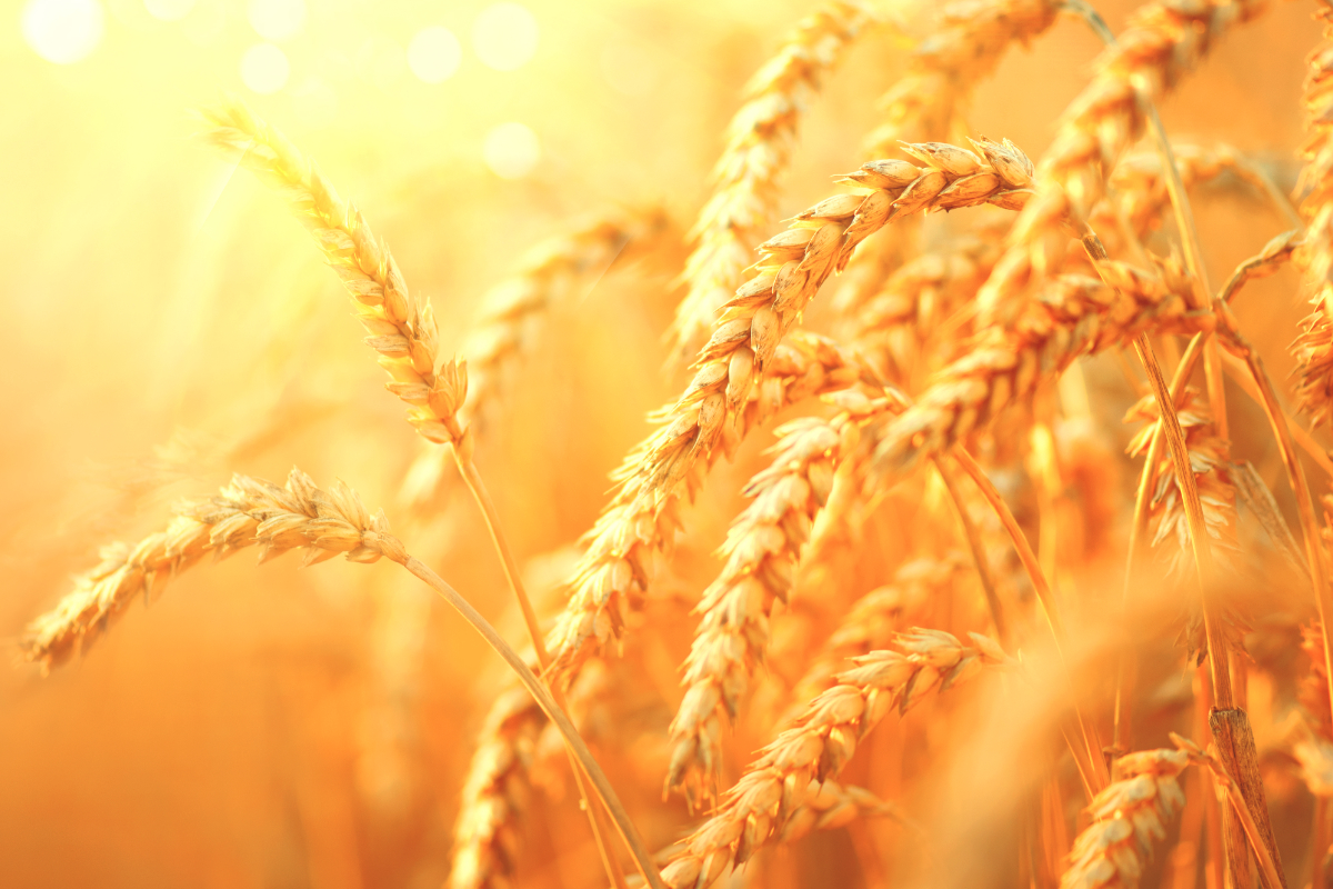 Незважаючи на скорочення світового виробництва зернових, прогнози цього року, як і раніше вказують на безпрецедентно високий валовий обсяг