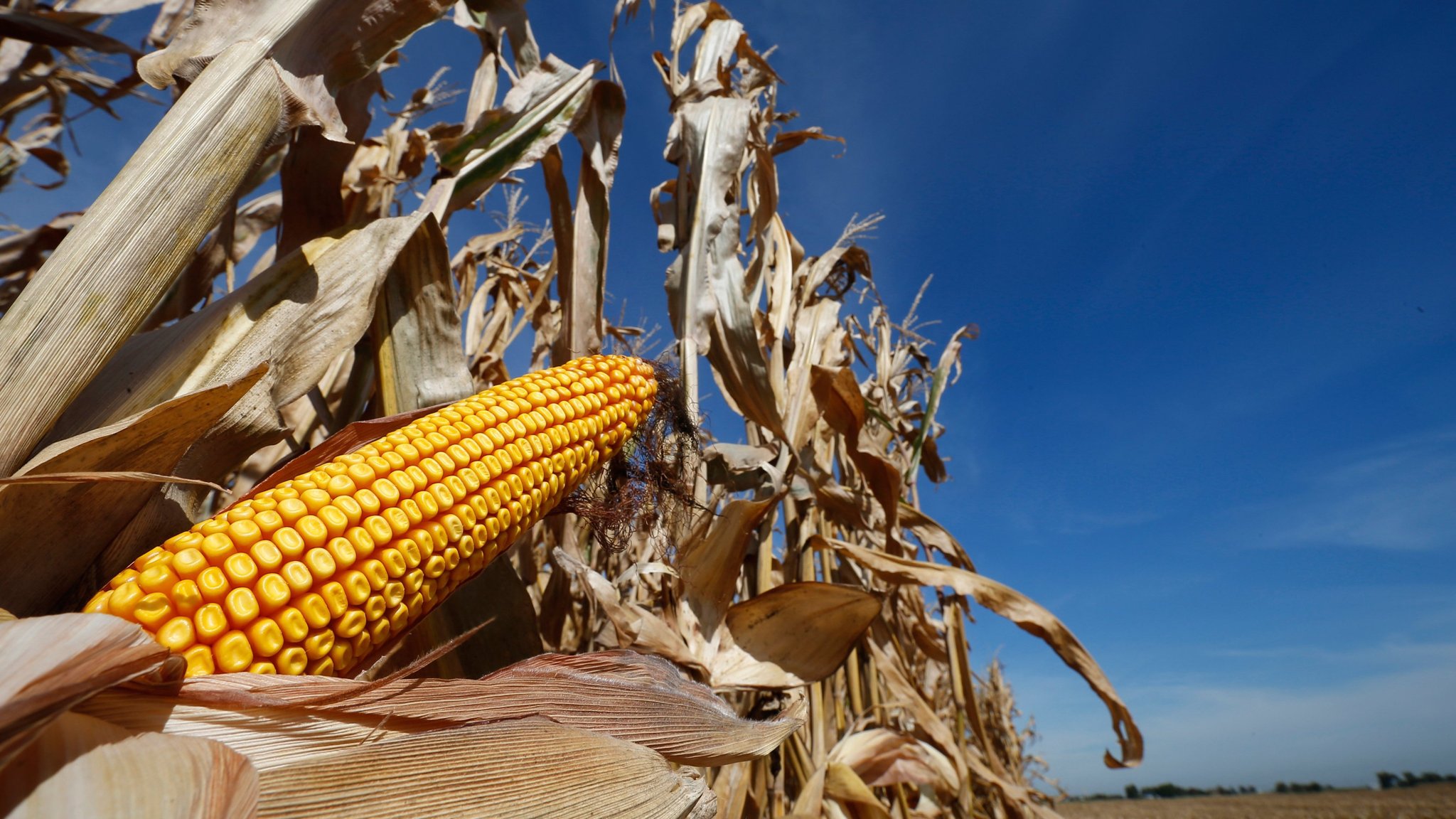Жнива-2020: В Україні вже зібрано майже 54,4 млн тонн зерна
