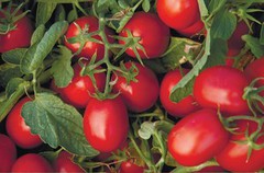 На Полтавщині фермер збирає 20 т/га томатів без зрошення