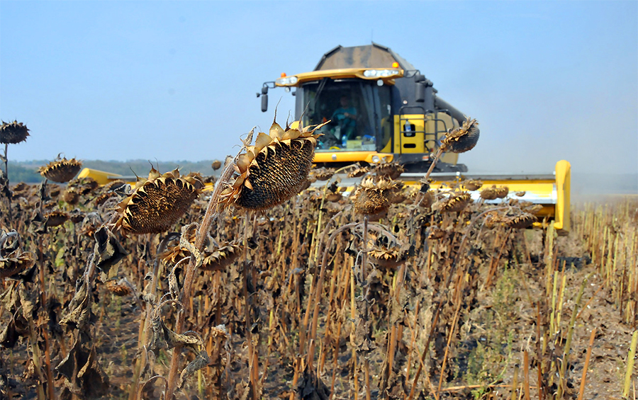 Жнива-2020: В Україні вже зібрано 90% площ зернових