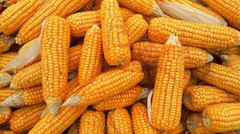 Урожайність кукурудзи в Астарті нижча, ніж очікувалось