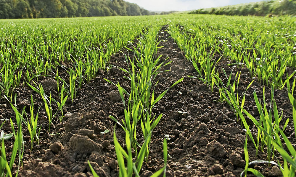 Агрометеорологічні умови в Україні для росту озимих у 1 декаді листопада були сприятливими