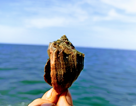Чорноморська рапана: перші масштабні заходи у дослідженні популяції морських равликів
