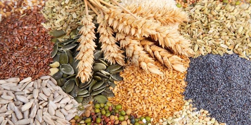 Жнива-2020: В Україні вже зібрано 58,3 млн тонн зерна