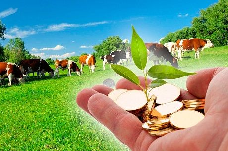 В Україні планують запустити Держпрограму розвитку галузі скотарства на початку 2021 року