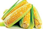 В Україні названо ТОП-3 областей з валового збору кукурудзи