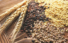 Україна експортувала понад 19 млн тонн зернових культур