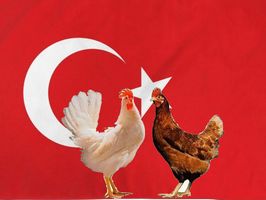 Турецкие птицеводы пробились на китайский рынок