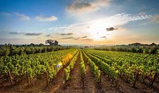 Україна посіла 12 місце в Європі за площею виноградників