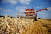 Жнива-2020: В Україні вже зібрано майже 60,9 млн тонн зерна