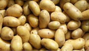 Українські картоплярі просять уряд заборонити імпорт картоплі та картоплепродуктів з Росії