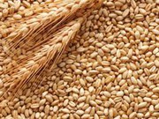 Аналітики прогнозують зростання цін фуражної пшениці