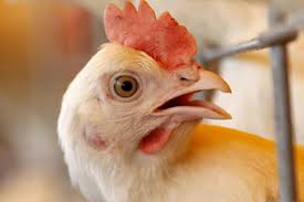 30 тыс. цыплят уничтожили в Германии из-за птичьего гриппа