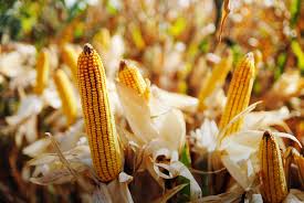 Мировые запасы зерна упадут до минимума за 5 лет за счет кукурузы