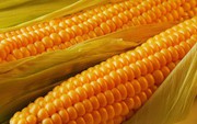 Експорт української кукурудзи до Китаю зріс удвічі